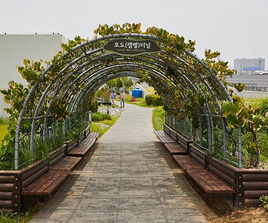 Vine and fruit tree tunnels